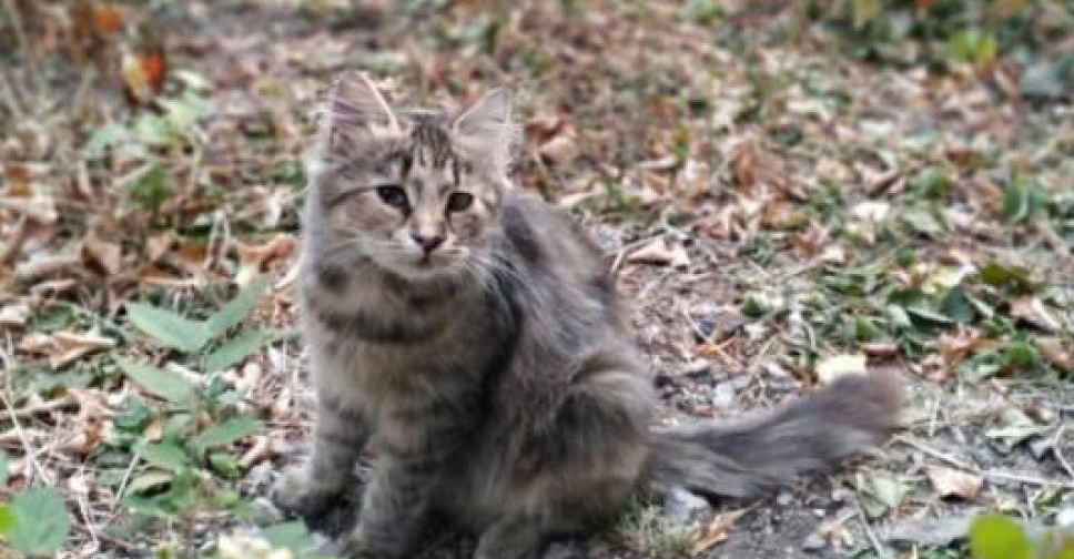 В Мариуполе хотели живьем сжечь кошку