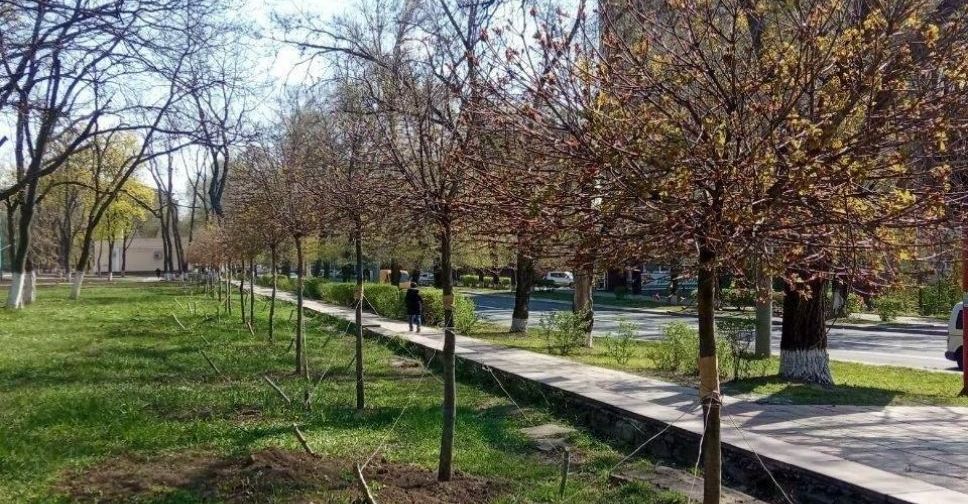 В Мариуполе на кленах Аллеи новорожденных появились первые листочки (ФОТО)