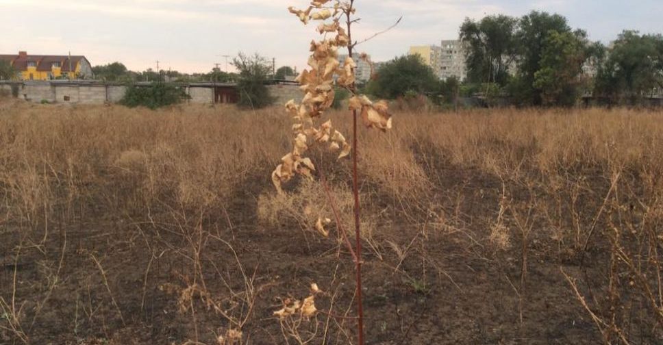 В Мариуполе дотла выгорела территория паркового комплекса на Восточном (ФОТО 180)