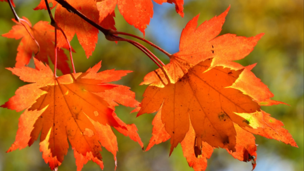 Бабине літо прийде на вихідних, але буде коротким: прогноз погоди на 14-15 жовтня