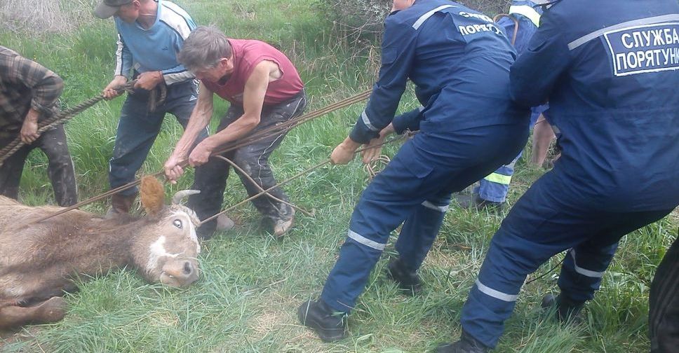 На Донетчине бум коровьего «пленения»? (ФОТО)
