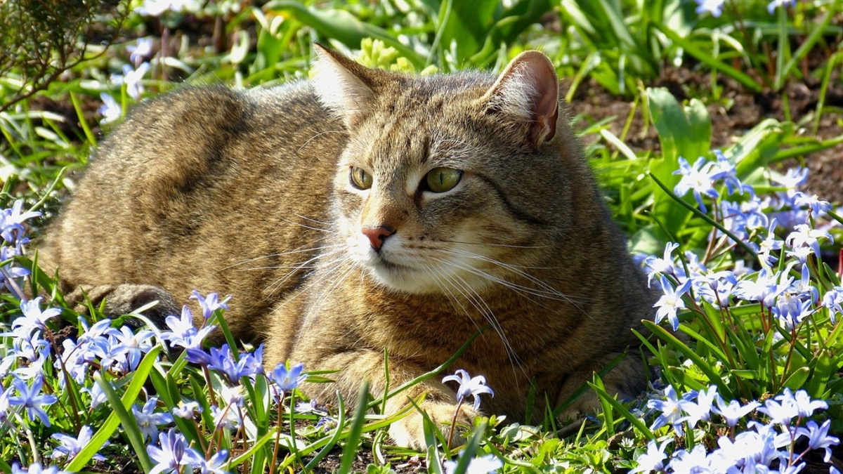 Весна не за горами – в яких регіонах потеплішає до +16, а кому чекати на сніг