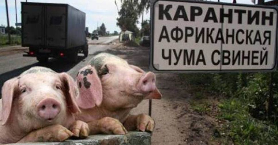 Африканская чума снова настигла Мариуполь
