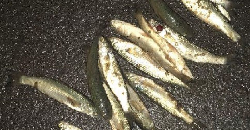 Мариупольские браконьеры «пауком» наловили рыбы на 10 тысяч гривен (ФОТО)