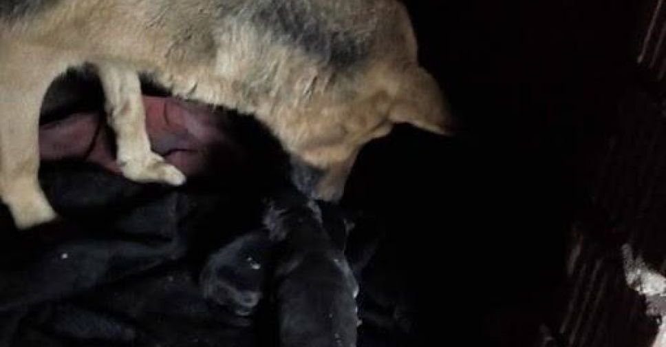 В Мариуполе «дважды» стерилизуют собаку (ФОТО)