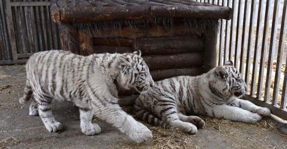Нехватка запасов и новое потомство: как карантин отразился на работе мариупольского зоопарка? (ВИДЕО)