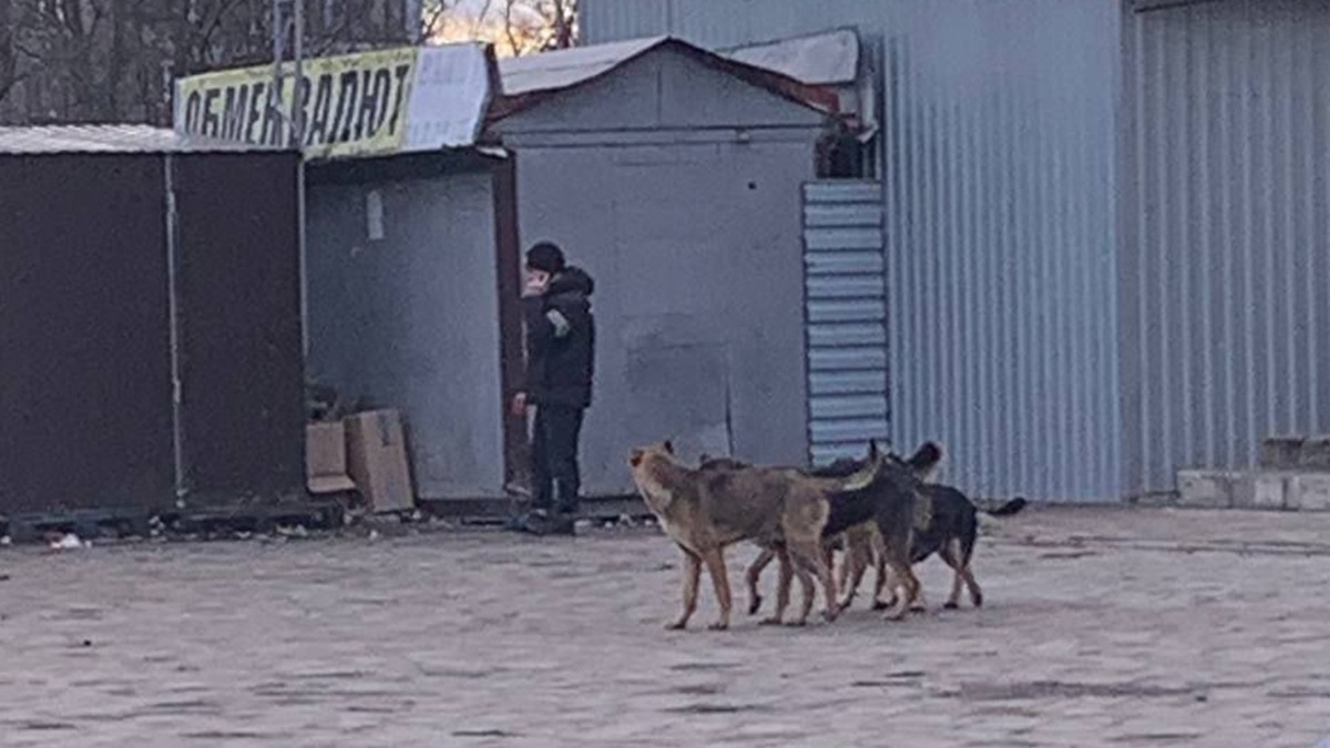 Батьки скоро виходитимуть на полювання: на дітей в Маріуполі нападають безпритульні собаки