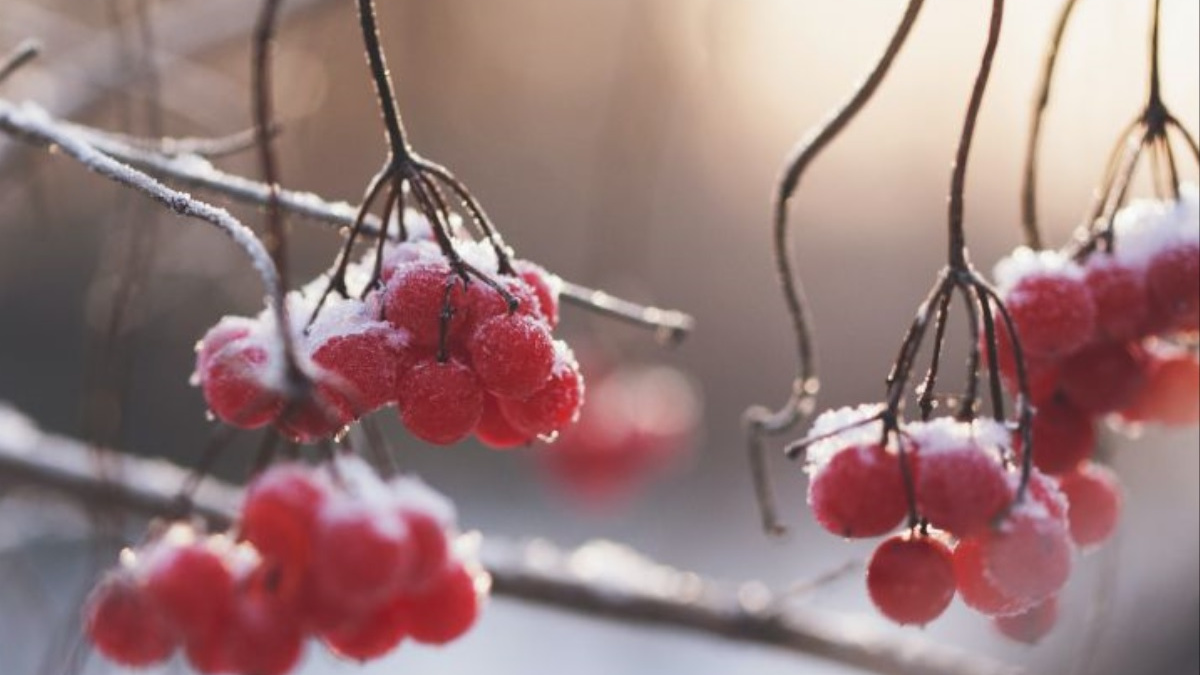 Зима постукає  в двері: синоптик розповіла, коли в Україні випаде перший сніг