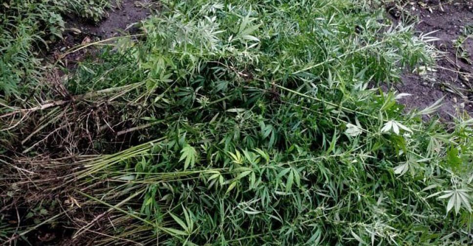 Наркоаграрий вырастил двухметровые кусты конопли в Мариупольском районе ...
