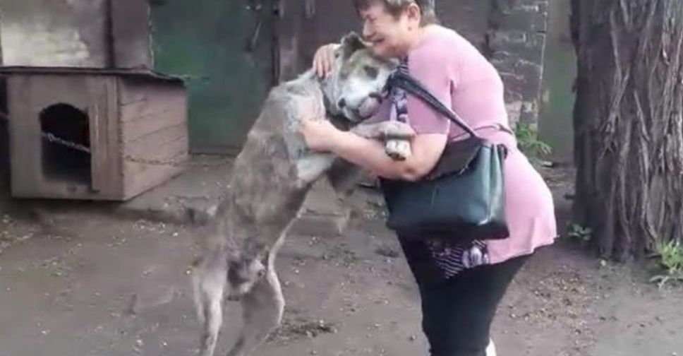 Со слезами на глазах: в Мариуполе женщина встретилась с любимым псом, которого выкрали два года назад (ВИДЕО)
