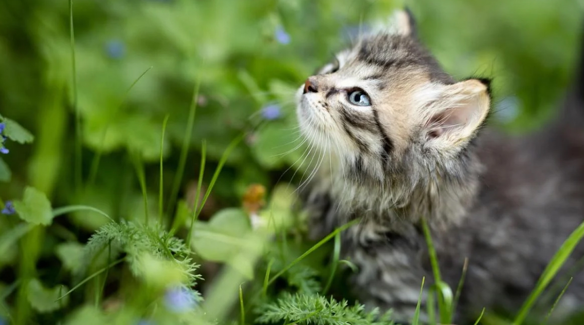 В Україні буде прохолодно та вітряно – прогноз на 23-26 травня