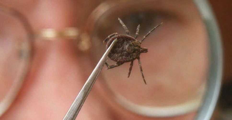 В Мариуполе растет количество жертв клещей – зарегистрировано десятки пострадавших