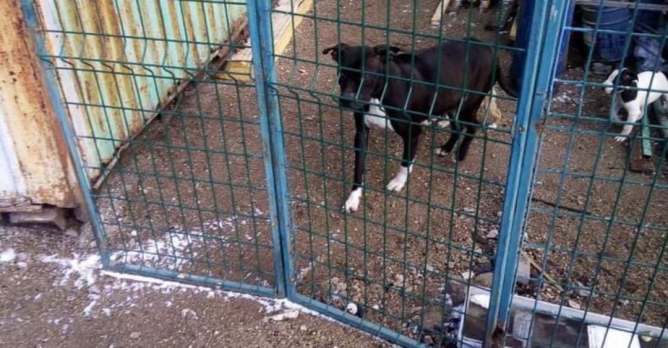 На мариупольском рынке замерзает породистая собака с щенятами. Животным нужна помощь