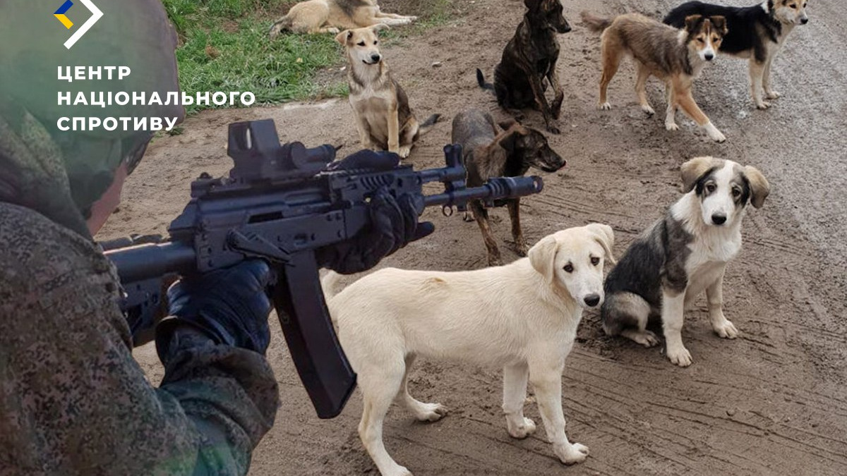 Російська гуманність у Маріуполі: безпритульних тварин знищують кулею