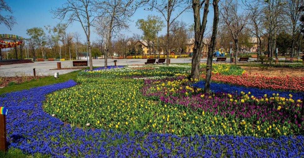 В мариупольской «Веселке» расцвели тюльпаны (ФОТОФАКТ)