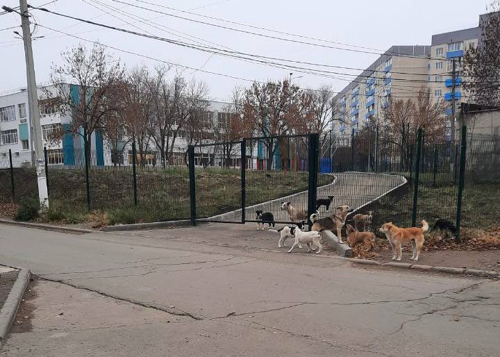 Вулиці Маріуполя стають небезпечними: місто заполонили зграї агресивних собак