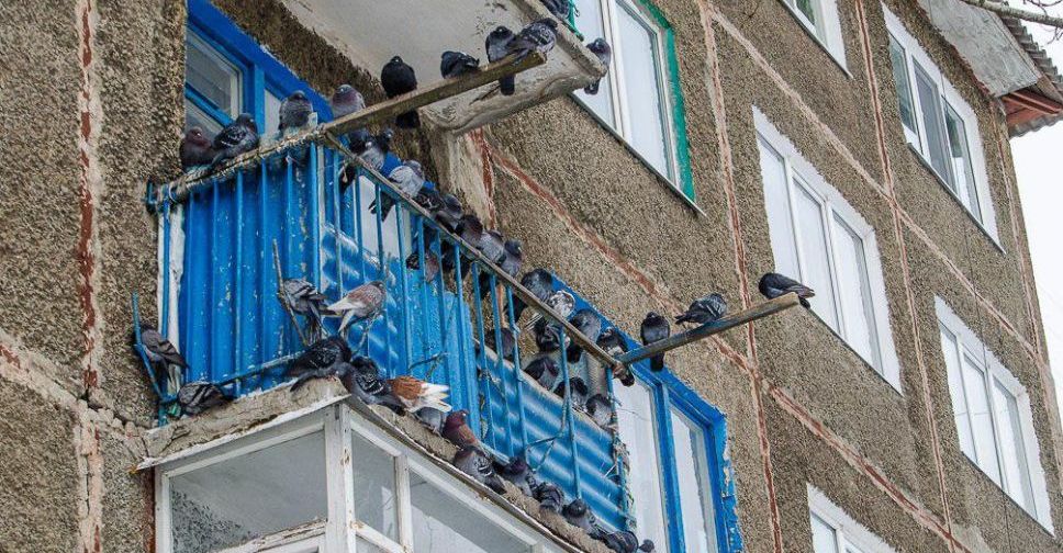 Нежеланное соседство: мариупольскую многоэтажку оккупировали голуби (ВИДЕО)