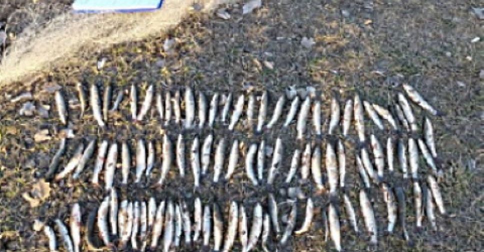 В Мариуполе «пауком» выловили рыбы на 65 тысяч гривен