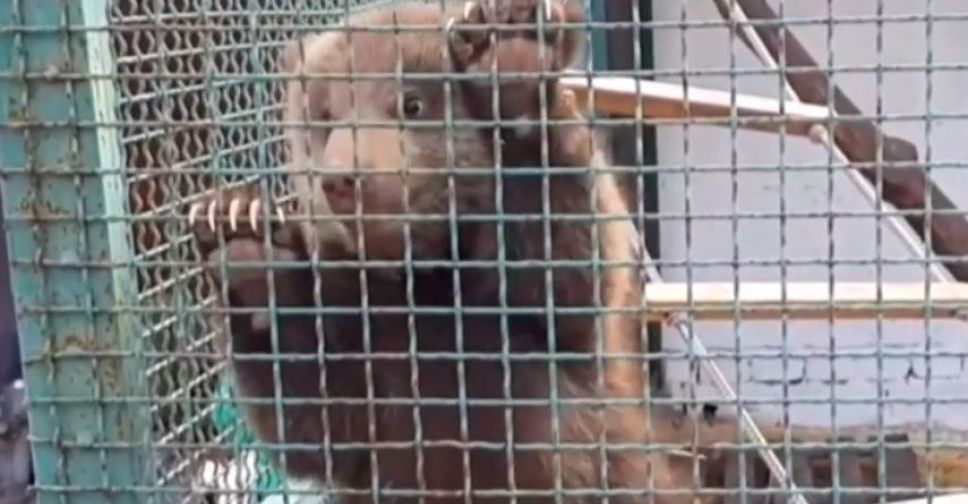 Мариупольские медвежата уже резвятся на солнце