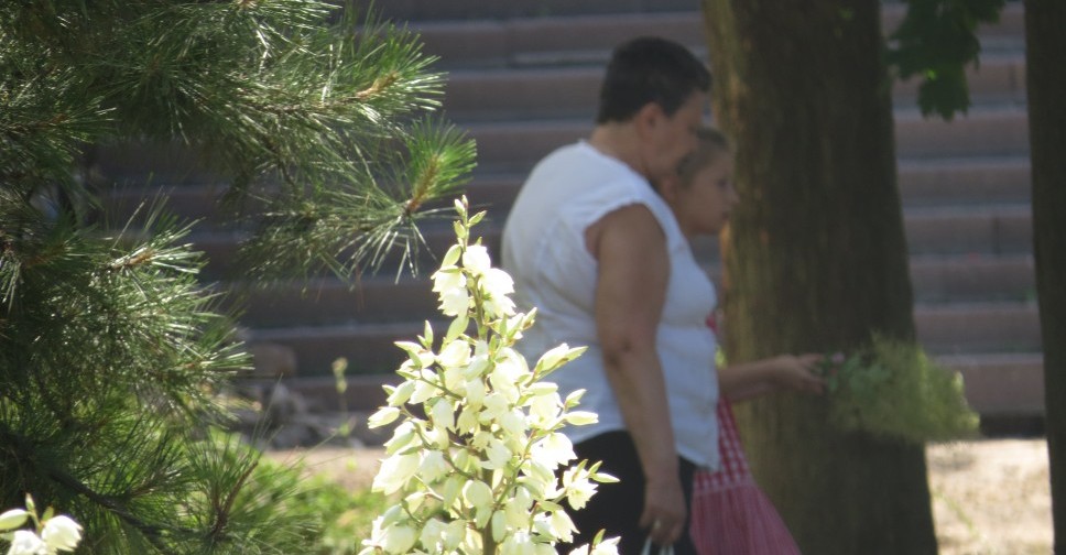 Реконструкция Административной площади Мариуполя ознаменовалась вырубкой девяти деревьев (ФОТОФАКТ)