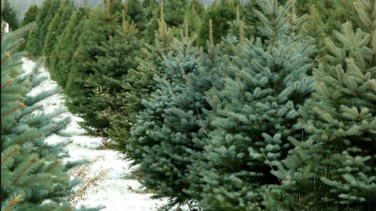 В Україні почали продавати ялинки – скільки коштує символ Різдва