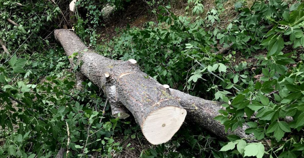 Безработные под  Мариуполем уничтожали лесополосу