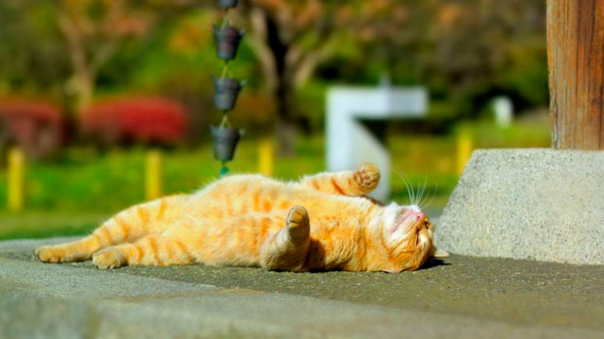 Холоди відміняються  – в Україні прогнозують до 30 градусів тепла