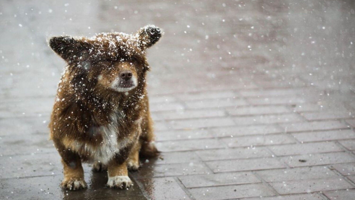 Мокрий сніг та дощ – у яких регіонах чекати на рясні опади