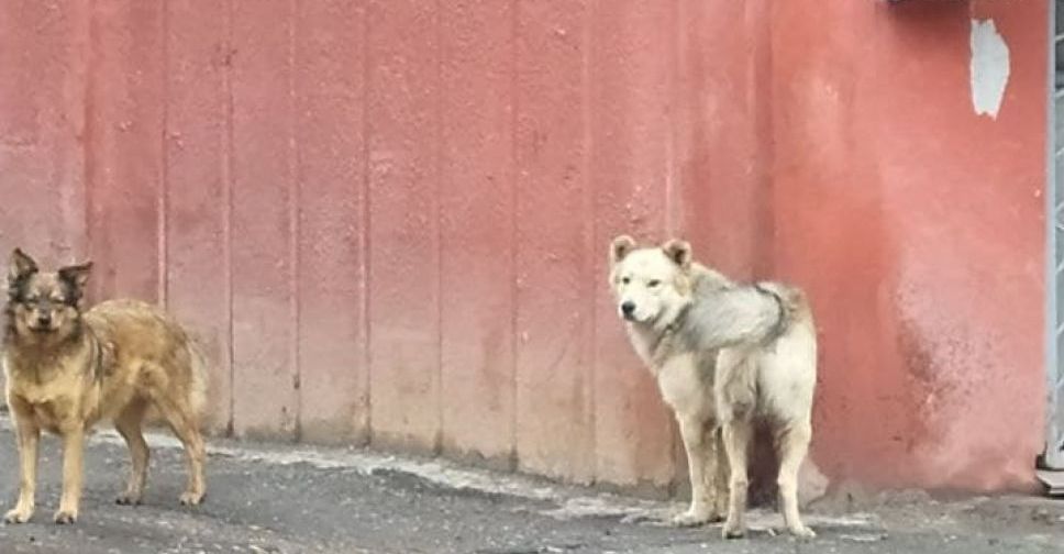 Бездомные собаки кусают жителей спального района Мариуполя