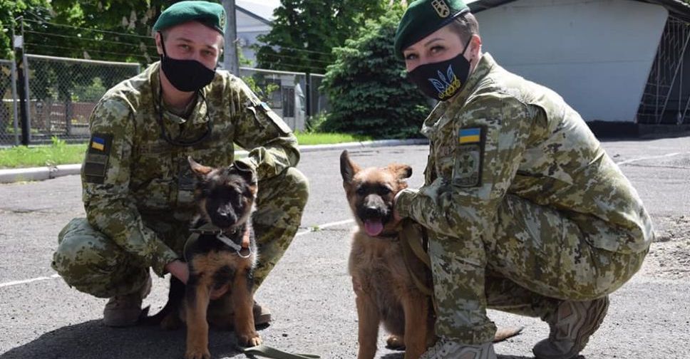 Мариупольцам предлагают стать хозяевами двух щенят немецкой овчарки. Но при одном условии (ФОТО+ВИДЕО)