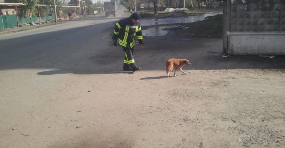 Спасатели Донетчины помогли бездомной собаке