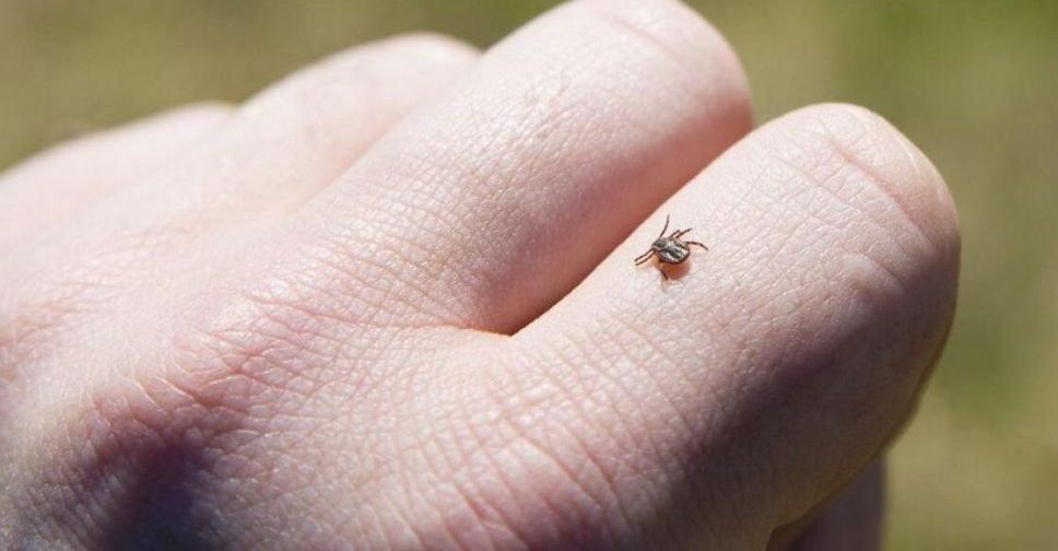 В Мариуполе клещи покусали 70 человек