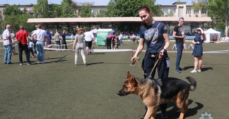 Конкурс в Мариуполе собрал 600 собак из разных регионов Украины и других стран (ФОТО)