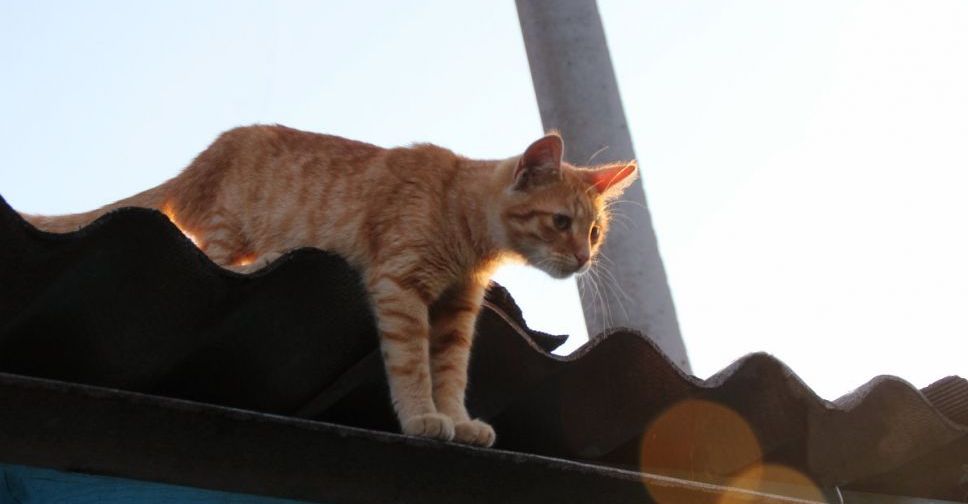 В Мариуполе собака упала на дно четырехметрового колодца, а кот застрял на крыше