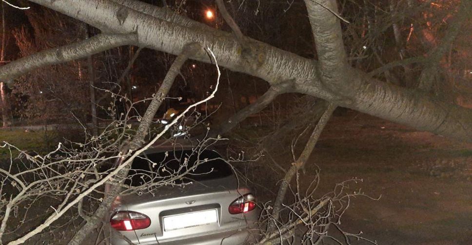 В центре Мариуполя на автомобиль рухнуло дерево (ФОТО)