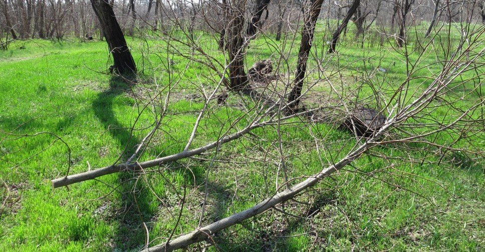 В Мариуполе обрежут 9784 дерева, большинство к Пасхе