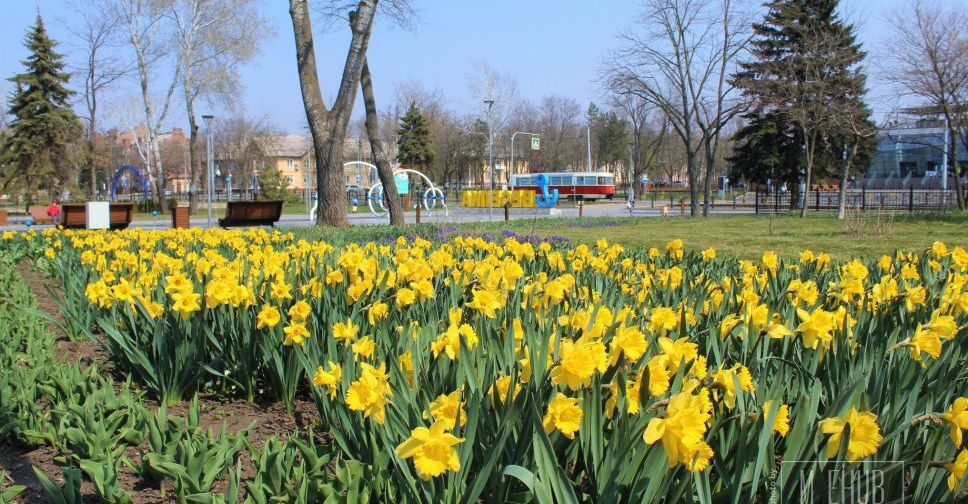 В мариупольской «Веселке» распустились нарциссы, фиалки, мускари (ФОТО)