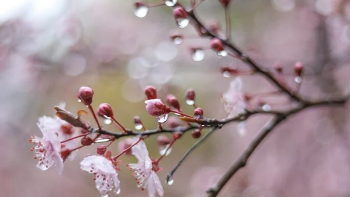 Більше сонця та короткочасні дощі: якою буде погода в Україні з 8 по 14 квітня