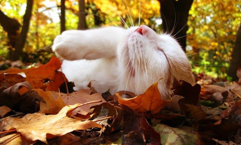 Аномально теплий та без натяку на перший сніг: чим здивує українців листопад