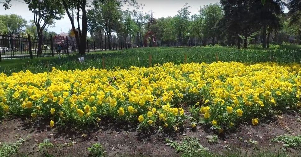 «Веселка» в Мариуполе пополняется новыми цветущими клумбами (ФОТО+ВИДЕО)