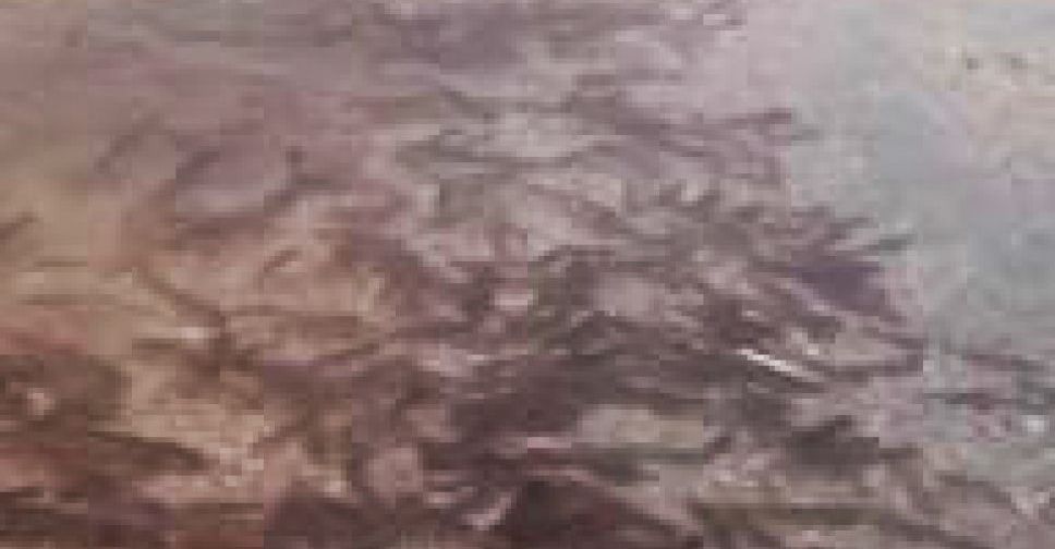 В пасхальное воскресенье море у Мариуполя кишело рыбой (ФОТО+ВИДЕО)