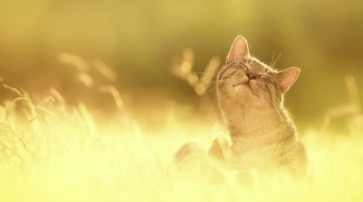 Короткочасні дощі та до +30 тепла: тиждень порадує українців комфортною літньою погодою