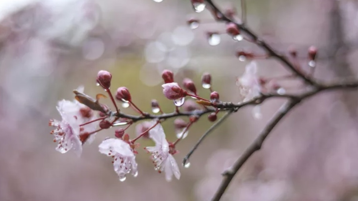 Від мокрого снігу до +17: синоптик розповів про погодне різноманіття наступного тижня