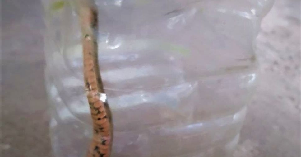 Пятнистая змея во дворе напугала мариупольцев
