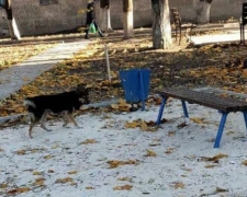 Укусила прохожего: мариупольцы жалуются на агрессию чипированной бродячей собаки