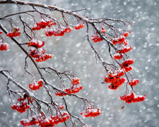 Від мокрого снігу – до +17: якою буде погода в Україні на вихідних 11-12 листопада