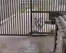Тигриця загризла працівника зоопарку в окупованому Маріуполі: деталі трагедії