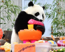 Панда-вечеринка в китайском заповеднике: 18 детёнышей празднуют свои первые дни рождения (ФОТО+ВИДЕО)