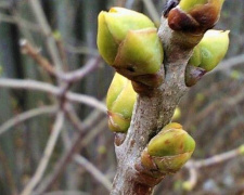 «Перепутали» зиму с весной: в Мариуполе растения пустили почки