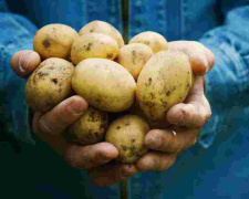 Ціна на картоплю зміниться: чи варто поспішати робити запаси популярного овочу